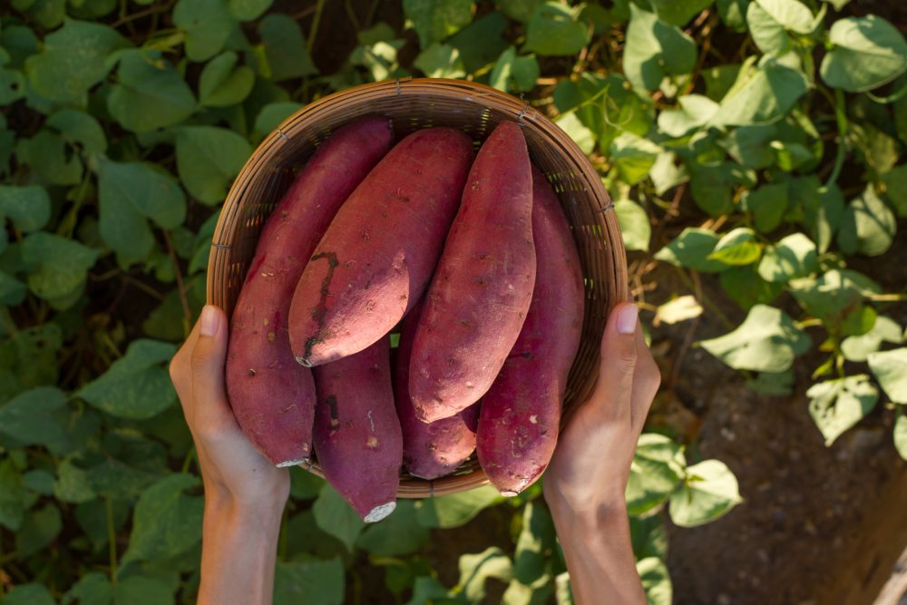 Sweet potatoes: Health Benefits and Nutrition